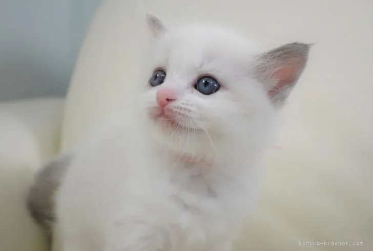 ID:2110-00443の子猫