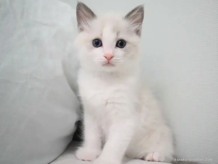 ID:2205-01319の子猫