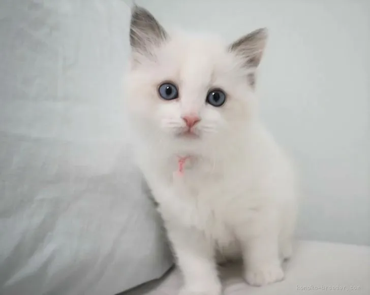 ID：2205-01322の子猫
