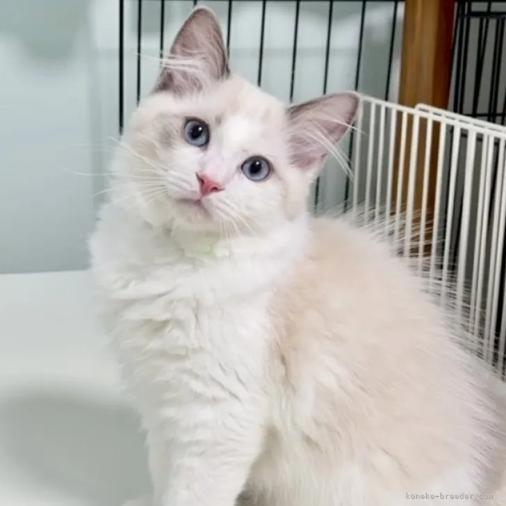 ID：2307-00583の子猫