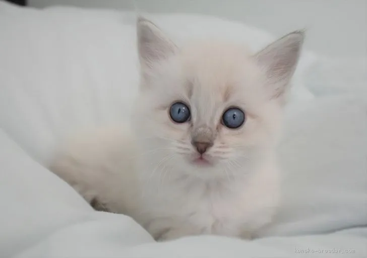 ID:2012-01899の子猫
