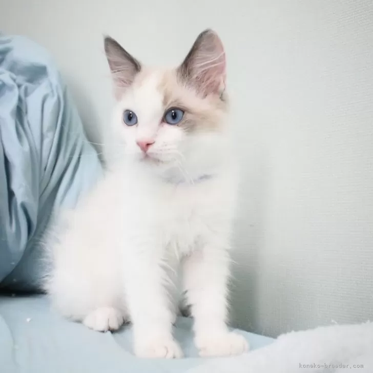 ID：2403-01268の子猫
