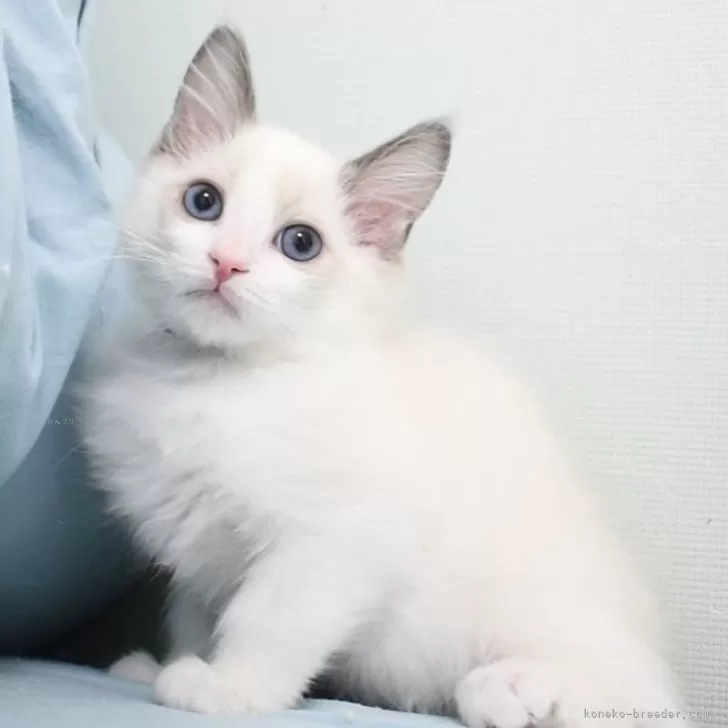 ID：2403-01269の子猫