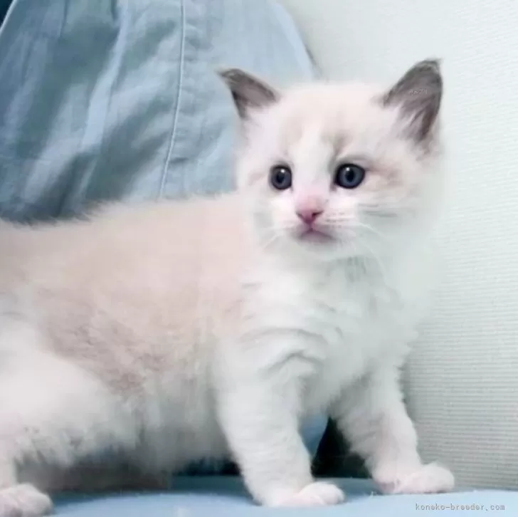 ID：2312-01689の子猫
