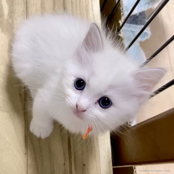 ID:2406-00643の子猫