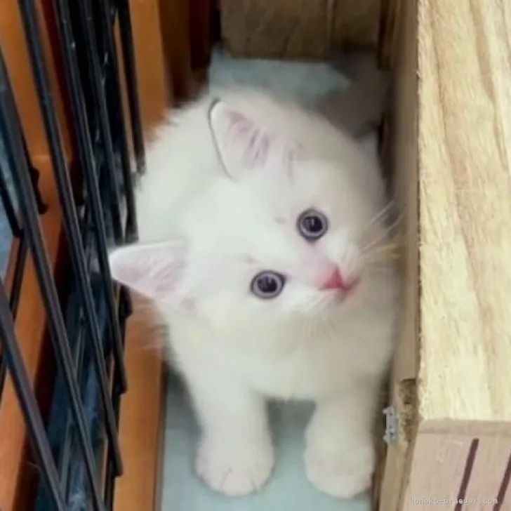 ID:2307-00584の子猫