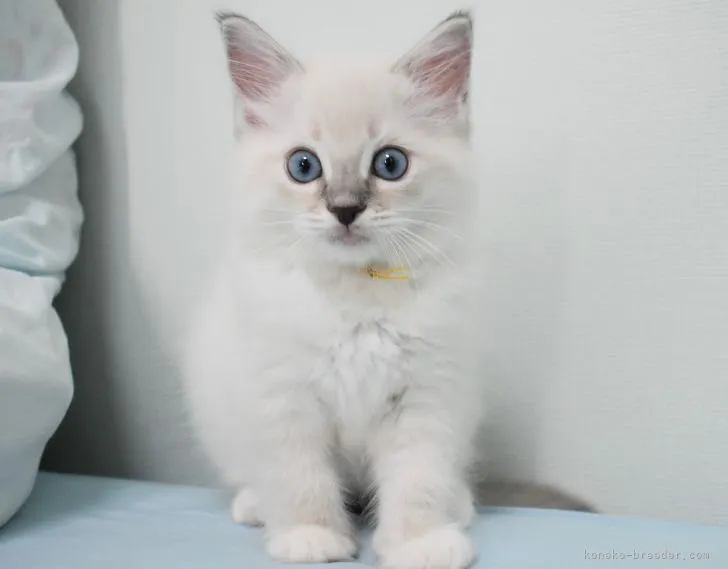 ID：2111-01266の子猫