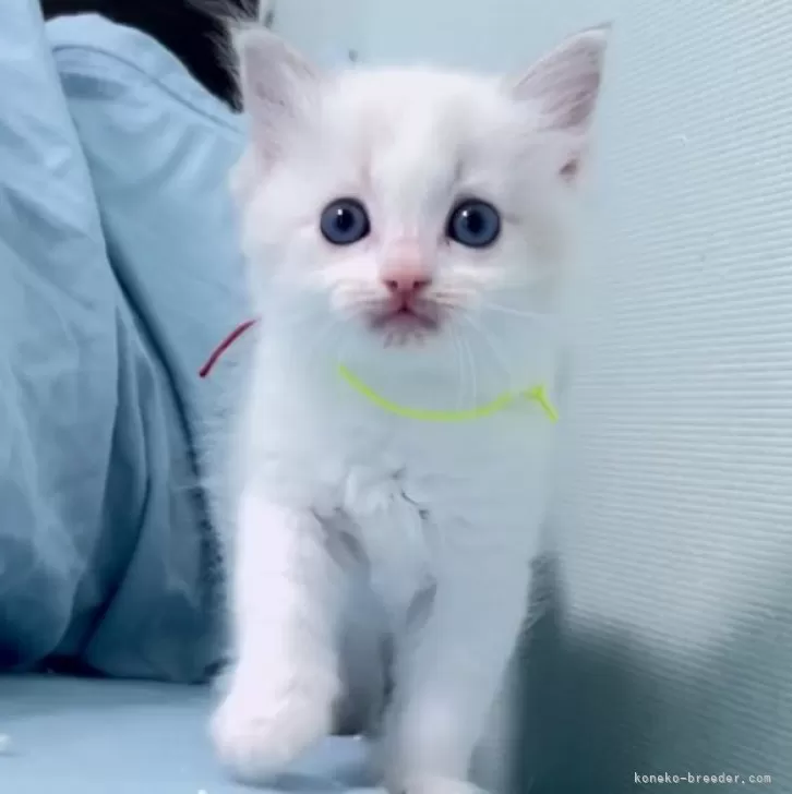 ID：2406-03707の子猫