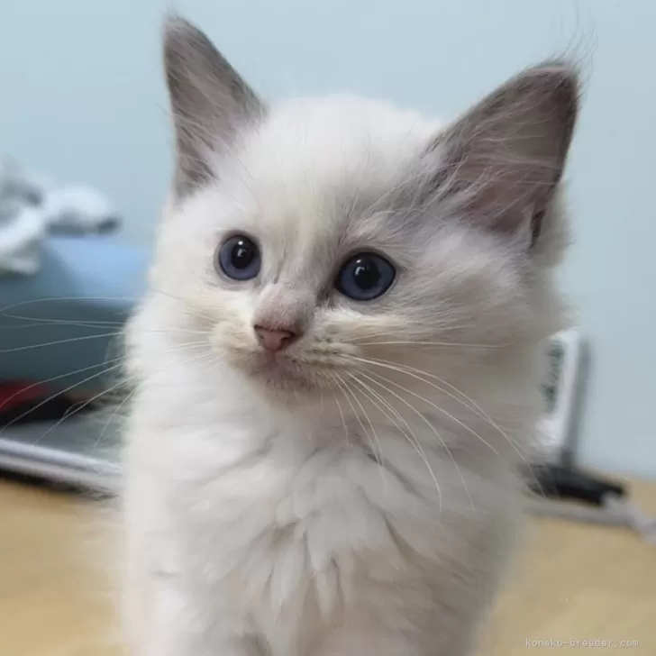 ID：2410-02553の子猫