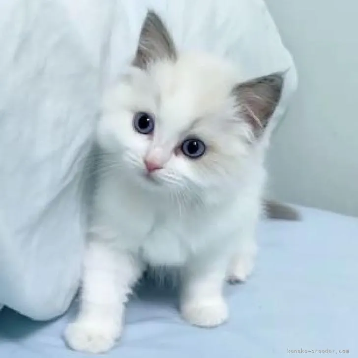 ID:2303-00418の子猫