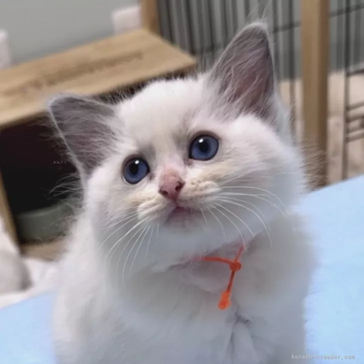 ID：2410-03285の子猫