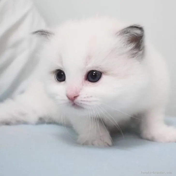 ID：2207-02067の子猫