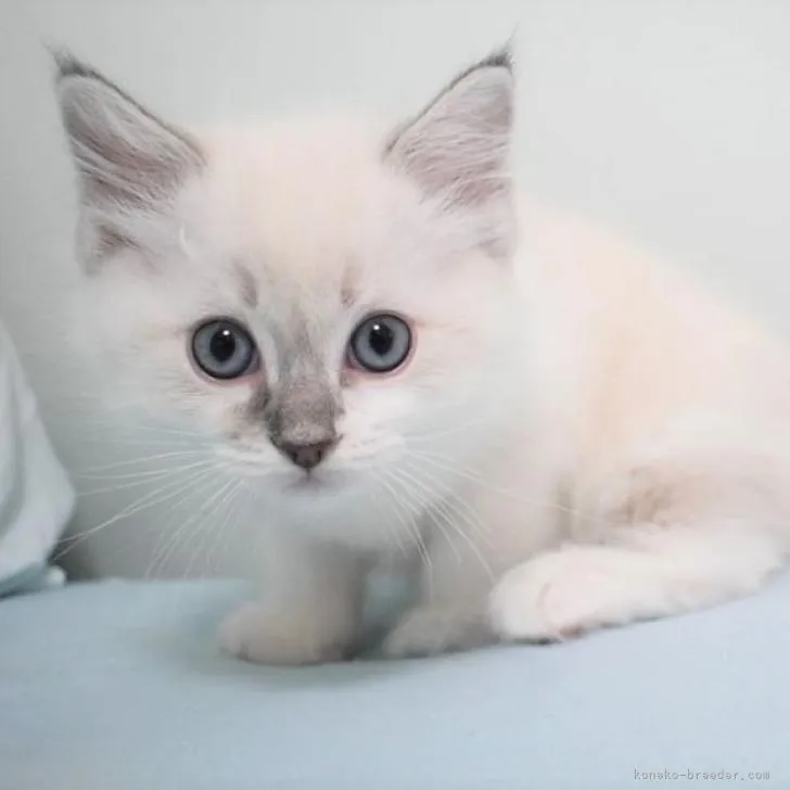 ID：2207-00625の子猫