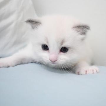 ラグドール【東京都・女の子・2022年6月19日・ブルーポイントバイカラー】の写真「大きなお目目の綺麗な顔立ちの女の子です。」