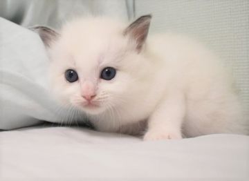 ラグドール【東京都・男の子・2021年9月2日・ブルーポイントバイカラー】の写真「お目目がクリクリのイケメンくんです」