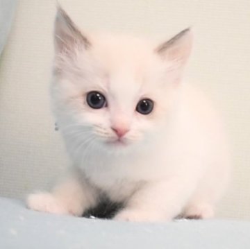 ラグドール【東京都・男の子・2023年11月15日・ブルーポイントバイカラー】の写真「綺麗なハチワレでくりくりお目目のかわいい男の子です」