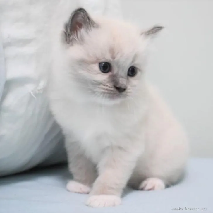 ID：2208-01879の子猫