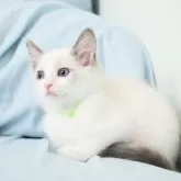 ラグドール【東京都・男の子・2024年1月12日・ブルーポイントバイカラー】の写真2