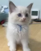 ラグドール【東京都・男の子・2024年8月31日・ブルーポイントバイカラー】の写真2