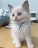 ラグドール【東京都・男の子・2024年8月31日・ブルーポイントバイカラー】の写真3