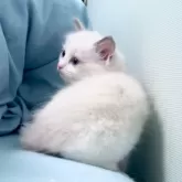 ラグドール【東京都・女の子・2024年5月24日・ブルーポイントバイカラー】の写真3