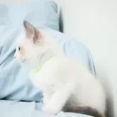 ラグドール【東京都・男の子・2024年1月12日・ブルーポイントバイカラー】の写真4