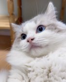 ラグドール【・男の子・2023年4月20日・ブルーリンクスバイカラー】