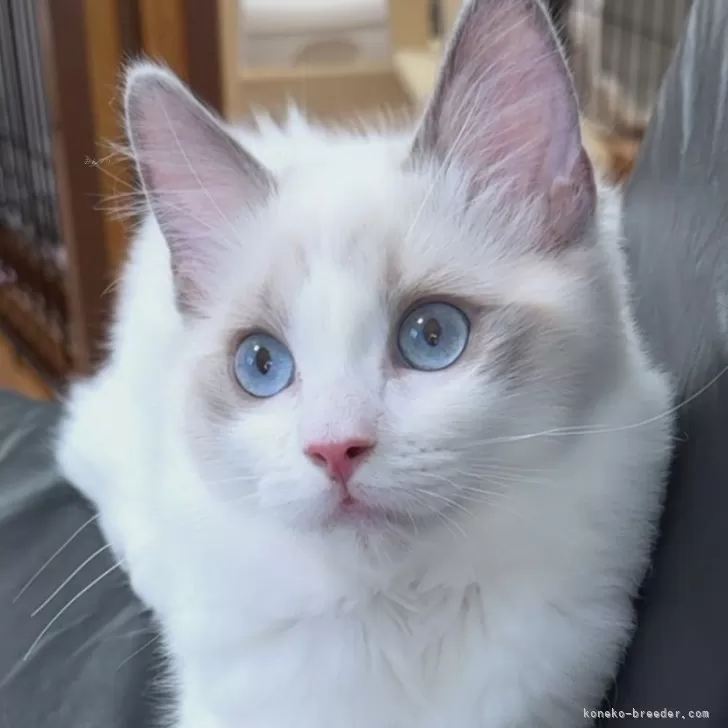 ルイ 様のお迎えした子猫