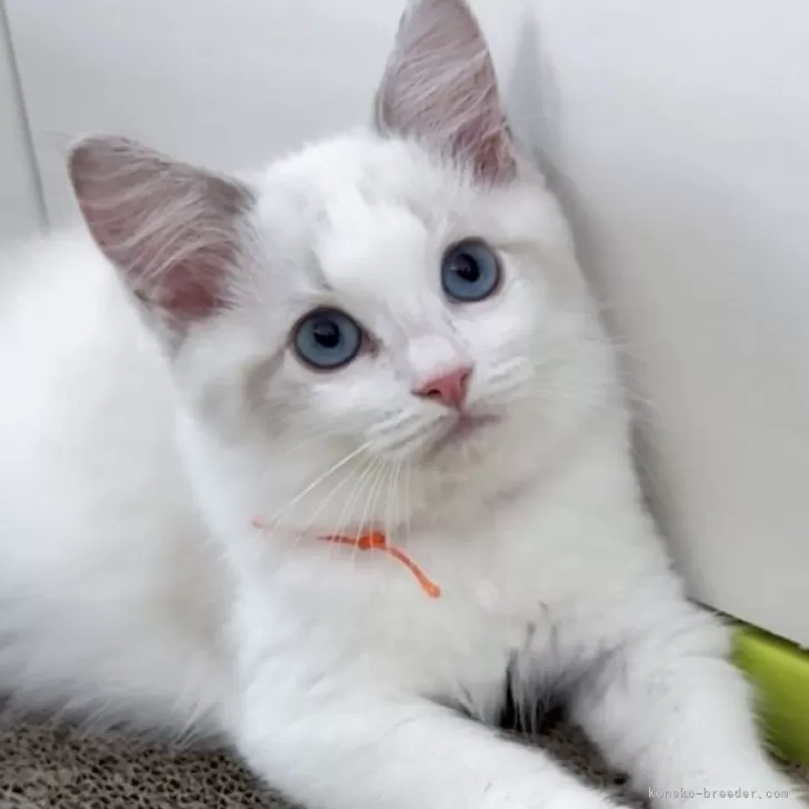 ID：2505-01526の子猫