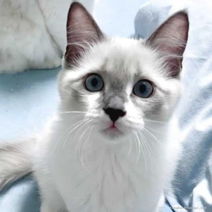 ID：2505-03907の子猫