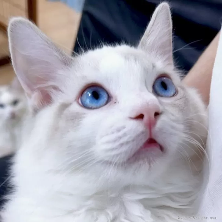 ID：2512-00204の子猫