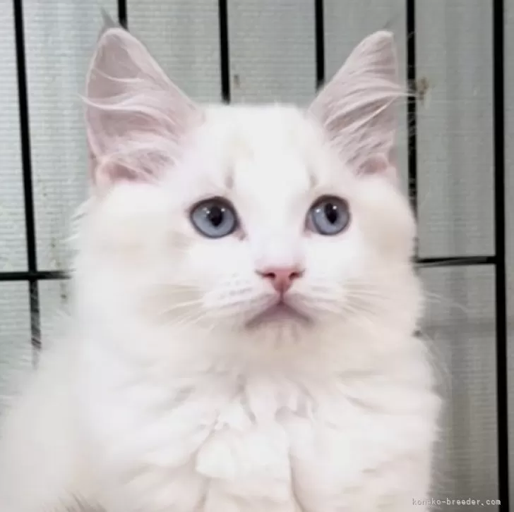 ID:2505-01522の子猫