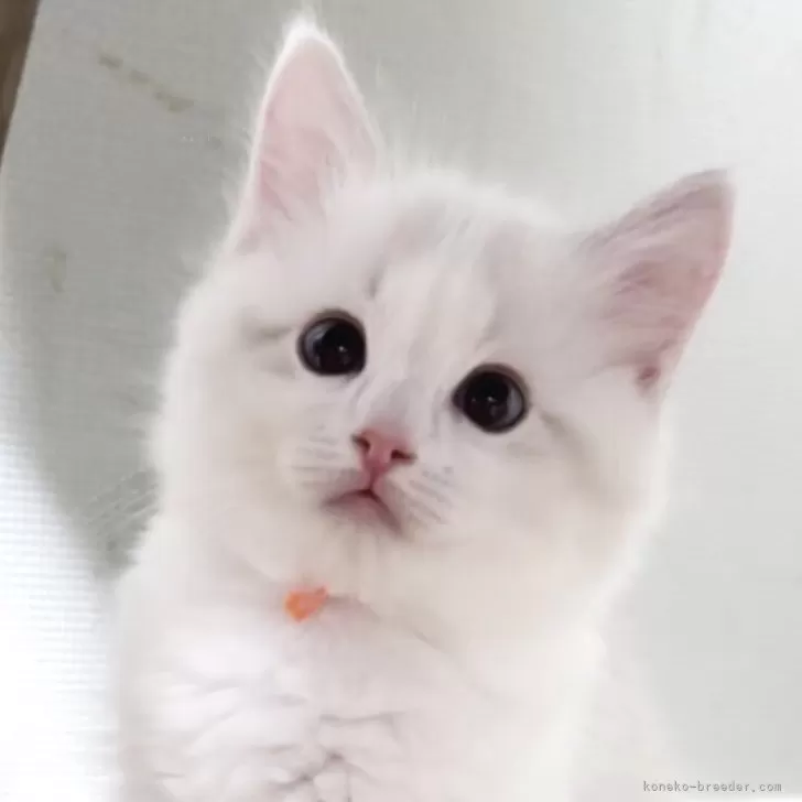 ID:2507-01337の子猫