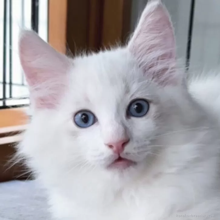 ラグドール【東京都・男の子・2025年8月17日・ブルーリンクスポイントバイカラー】の写真1