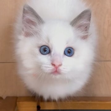ラグドール【東京都・男の子・2025年8月2日・ブルーポイントバイカラー（長毛）】の写真「甘いお顔の甘えん坊な男の子です。」