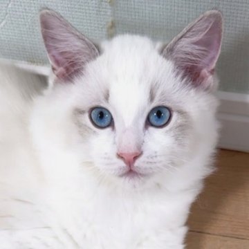 ラグドール【東京都・男の子・2025年8月2日・ブルーリンクスポイントバイカラー（長毛）】の写真「希少なリンクスカラーでくりくりお目目の甘えん坊」