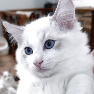 ラグドール【東京都・男の子・2025年8月17日・ブルーリンクスポイントバイカラー（長毛）】の写真「希少なリンクスカラーのかわいいお顔の男の子です。」