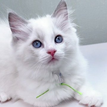 ラグドール【東京都・男の子・2025年4月13日・ブルーポイントバイカラー（長毛）】の写真「綺麗なお顔のかわいい男の子です。」