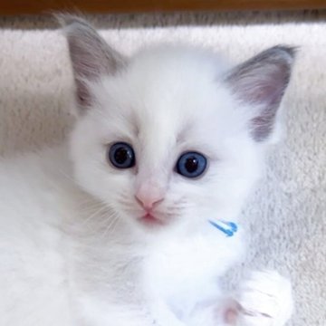 ラグドール【東京都・男の子・2025年10月26日・ブルーポイントバイカラー（長毛）】の写真「大きなお目目のかわいいお顔の男の子です。」