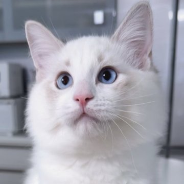 ラグドール【東京都・男の子・2025年8月2日・ブルーリンクスポイントバイカラー（長毛）】の写真「希少なリンクスカラーのかわいいお顔の男の子です。」