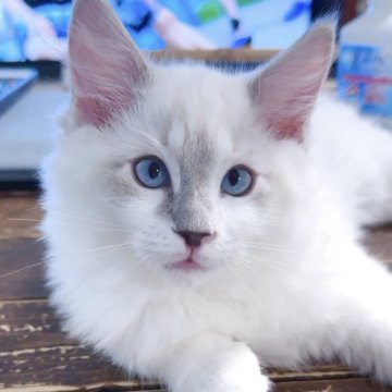 ラグドール【東京都・男の子・2025年8月17日・ブルーリンクスポイント（長毛）】の写真「希少なリンクスカラー、綺麗な顔立ちです」