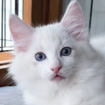 ラグドール【東京都・男の子・2025年8月17日・ブルーリンクスポイントバイカラー（長毛）】の写真「希少なリンクスカラーのかわいいお顔の男の子です。」