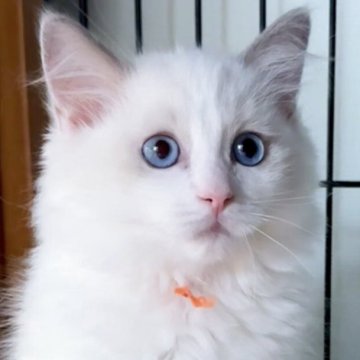 ラグドール【東京都・男の子・2025年8月2日・ブルーポイントバイカラー（長毛）】の写真「甘いお顔の甘えん坊な男の子です。」