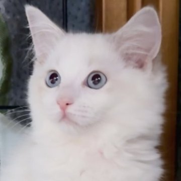 ラグドール【東京都・女の子・2025年8月2日・ブルーリンクスポイントバイカラー（長毛）】の写真「希少なリンクスカラーのかわいいお顔の女の子です。」