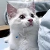 ラグドール【東京都・男の子・2025年4月13日・ブルーリンクスポイントバイカラー】の写真1