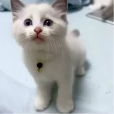 ラグドール【東京都・女の子・2025年4月13日・ブルーポイントバイカラー】の写真2