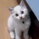 ラグドール【東京都・男の子・2025年4月13日・ブルーリンクスポイントバイカラー】の写真5