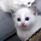 ラグドール【東京都・男の子・2025年10月26日・ブルーポイントバイカラー】の写真3