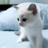 ラグドール【東京都・女の子・2025年4月13日・ブルーポイントバイカラー】の写真5