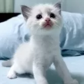 ラグドール【東京都・女の子・2025年4月13日・ブルーポイントバイカラー】の写真6